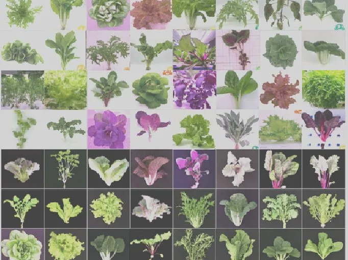 Leafy Greens