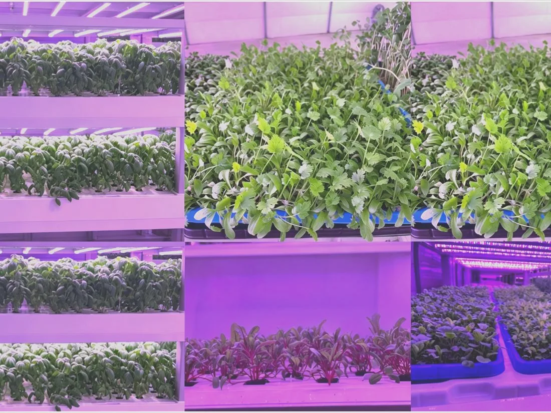 Herbs