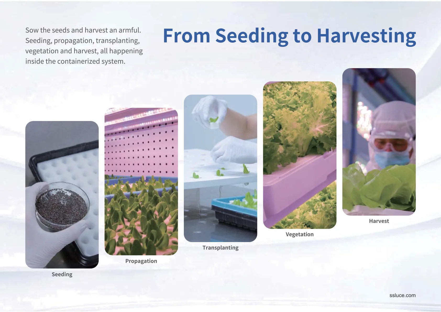 Growing Process